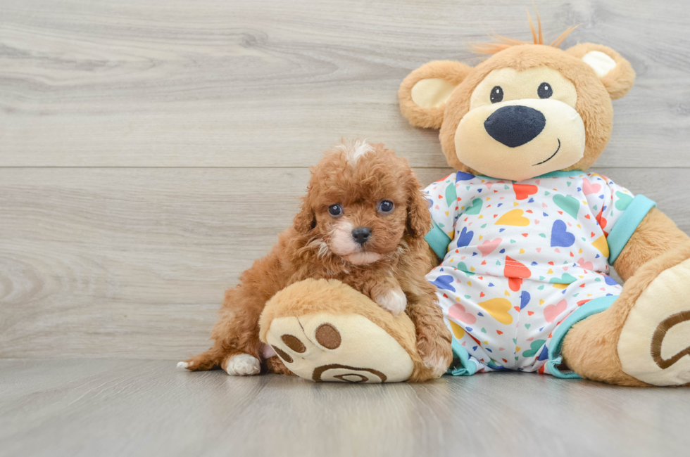 6 week old Cavapoo Puppy For Sale - Puppy Love PR