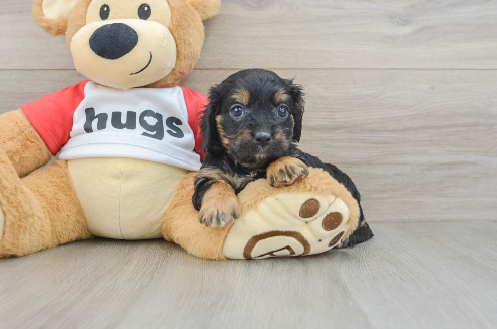8 week old Cavapoo Puppy For Sale - Puppy Love PR