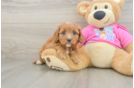 Cavapoo Pup Being Cute