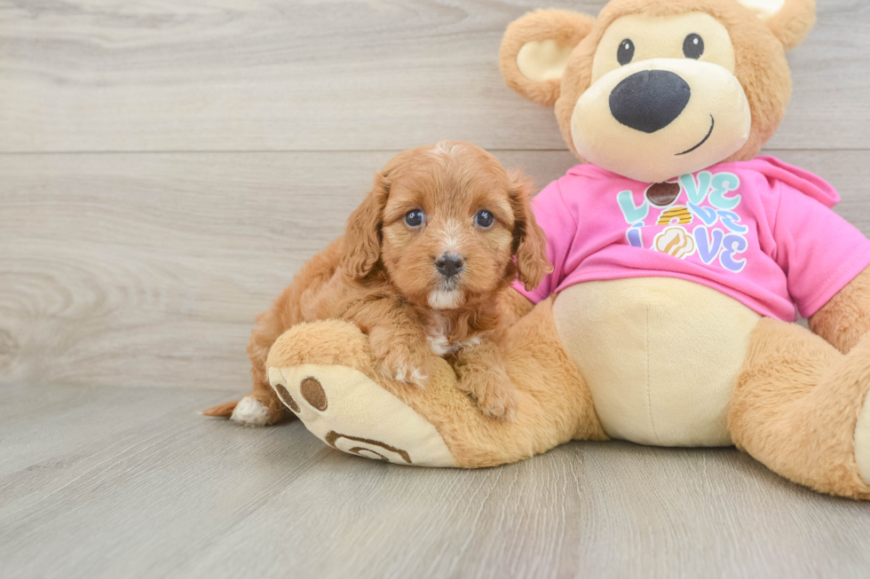 Cavapoo Pup Being Cute