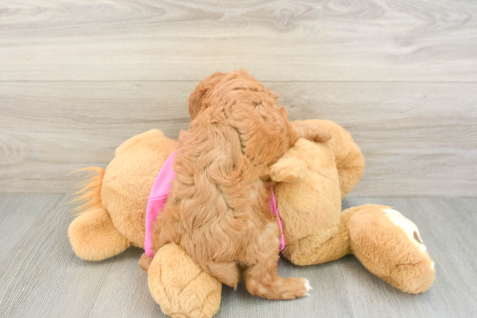Cavapoo Pup Being Cute
