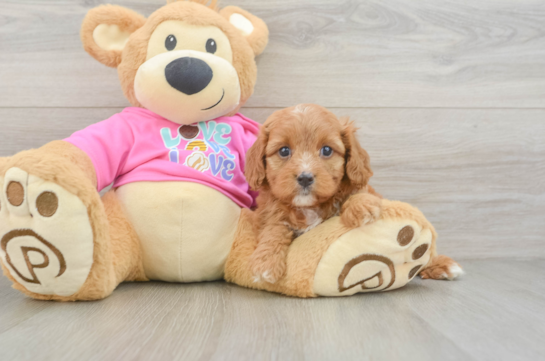 Energetic Cavoodle Poodle Mix Puppy