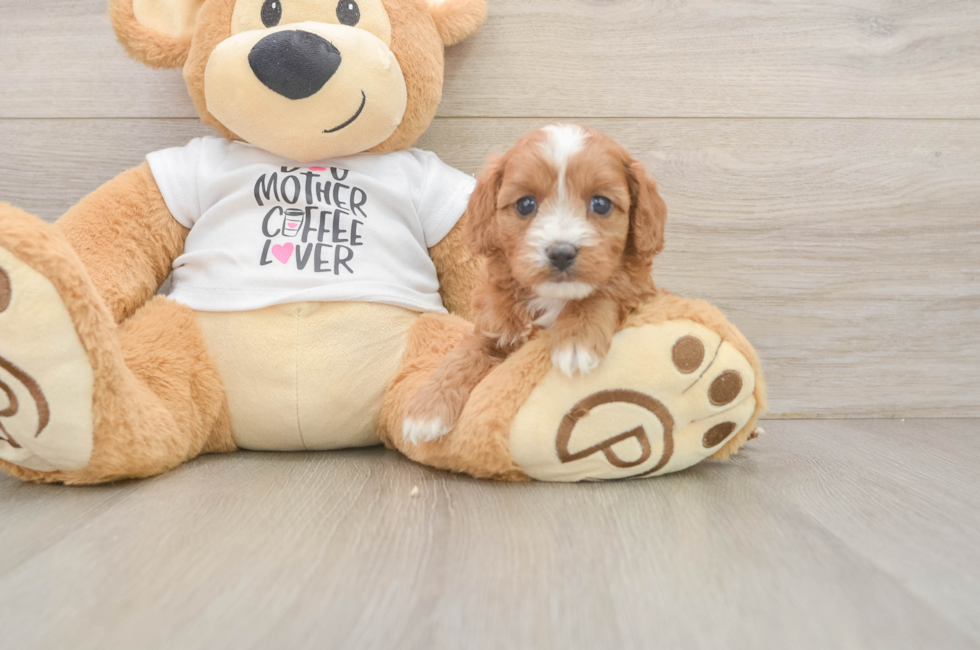 5 week old Cavapoo Puppy For Sale - Puppy Love PR