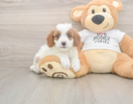 8 week old Cavapoo Puppy For Sale - Puppy Love PR