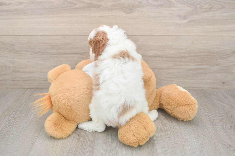 Cavapoo Puppy for Adoption