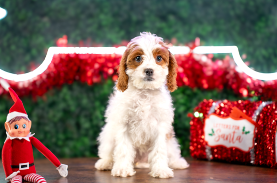 Cavapoo Pup Being Cute