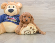 6 week old Cavapoo Puppy For Sale - Puppy Love PR