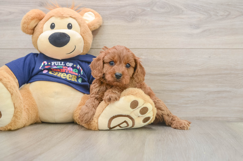 5 week old Cavapoo Puppy For Sale - Puppy Love PR