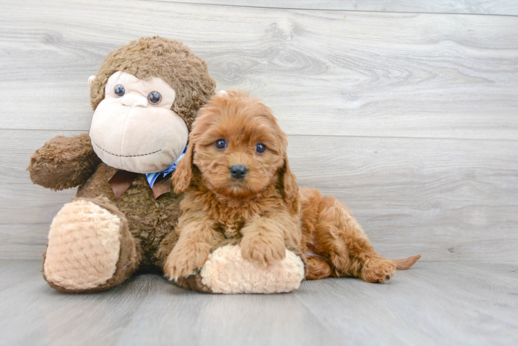 Cute Cavoodle Poodle Mix Puppy