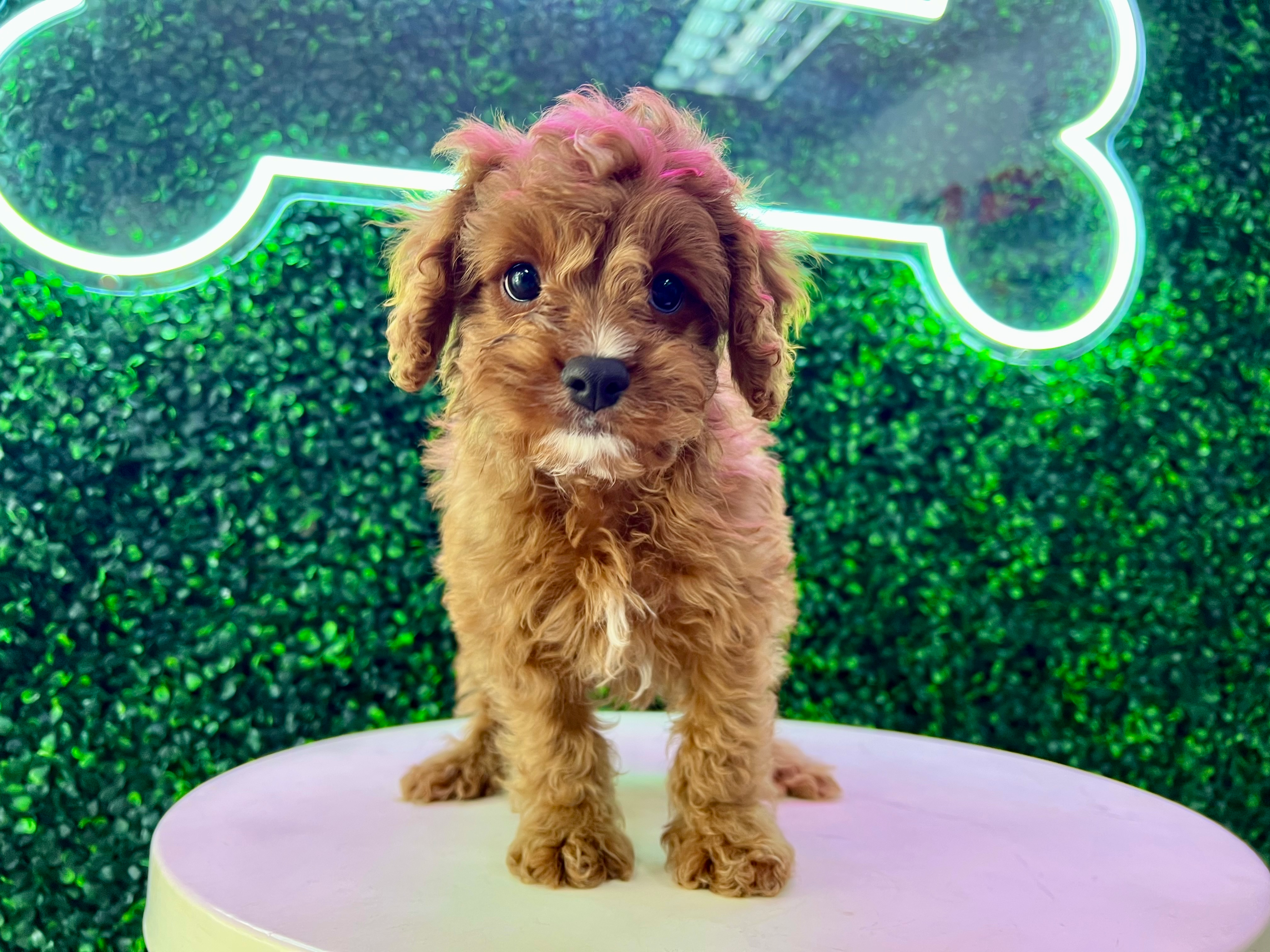 Cute Cavoodle Poodle Mix Puppy