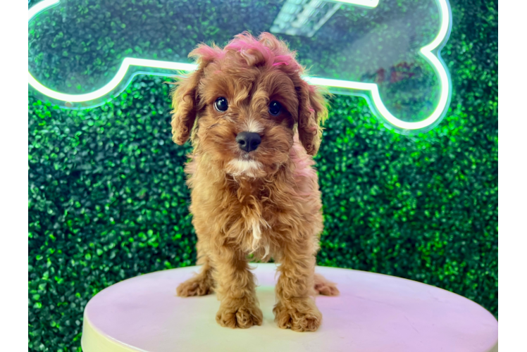 Cute Cavoodle Poodle Mix Puppy