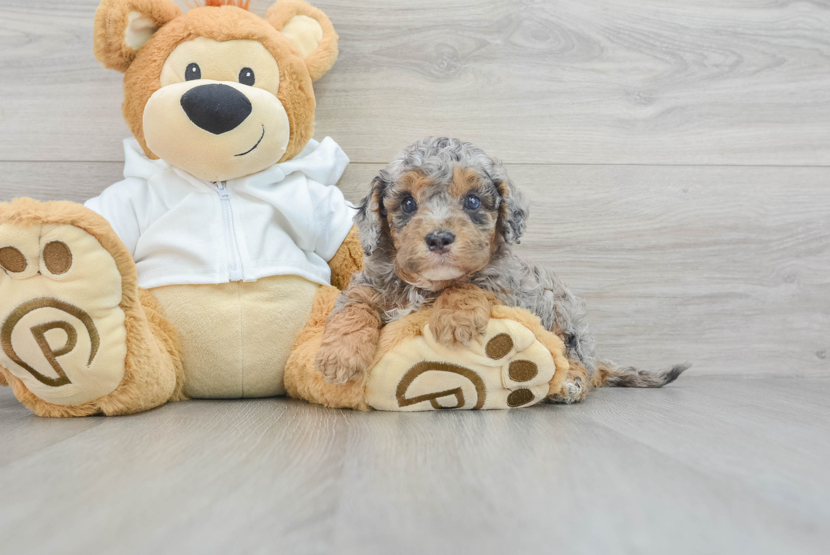 Cavapoo Pup Being Cute