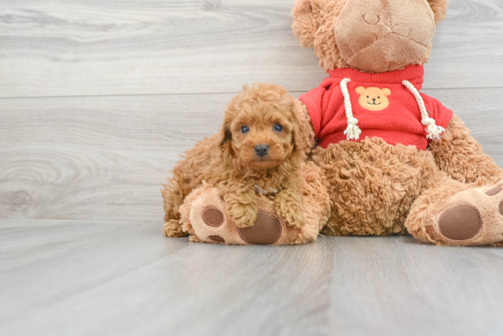 Hypoallergenic Cavoodle Poodle Mix Puppy