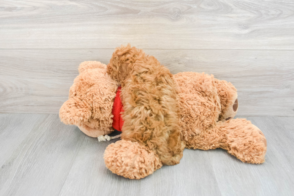 Little Cavoodle Poodle Mix Puppy