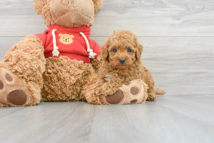 Small Cavapoo Baby