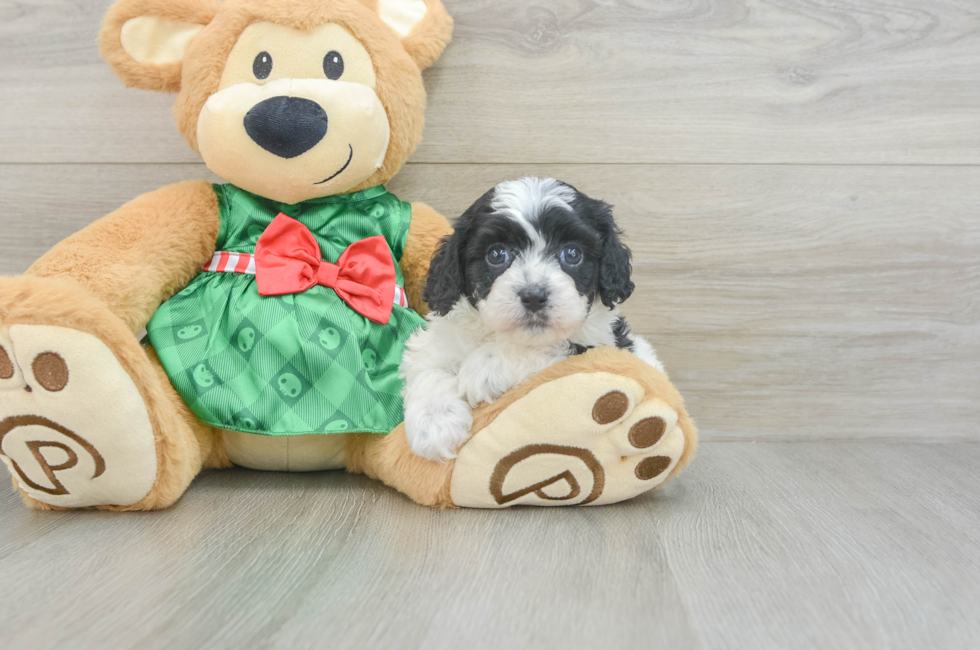 6 week old Cavapoo Puppy For Sale - Puppy Love PR