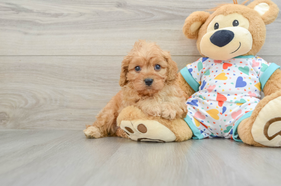 6 week old Cavapoo Puppy For Sale - Puppy Love PR