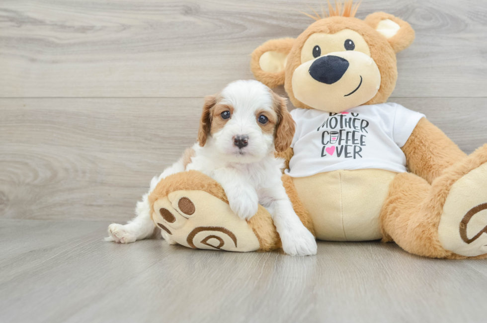 5 week old Cavapoo Puppy For Sale - Puppy Love PR