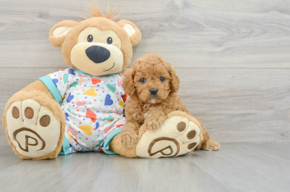 8 week old Cavapoo Puppy For Sale - Puppy Love PR