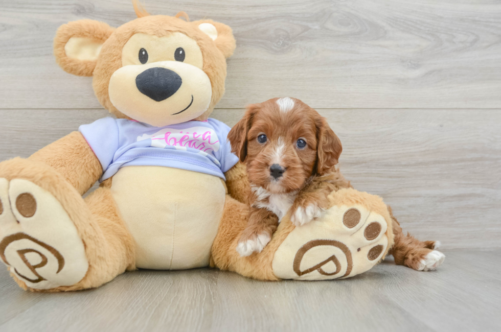 5 week old Cavapoo Puppy For Sale - Puppy Love PR