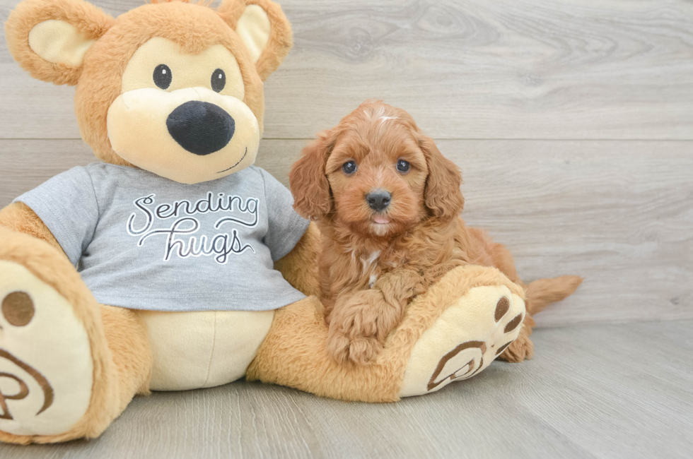 6 week old Cavapoo Puppy For Sale - Puppy Love PR