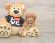 7 week old Cavapoo Puppy For Sale - Puppy Love PR