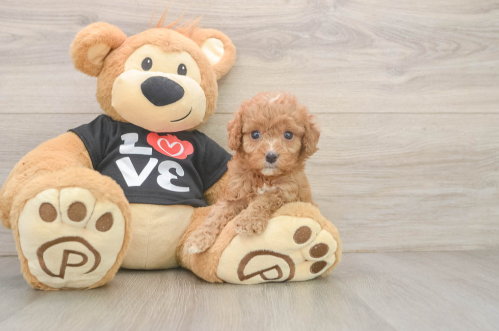 5 week old Cavapoo Puppy For Sale - Puppy Love PR
