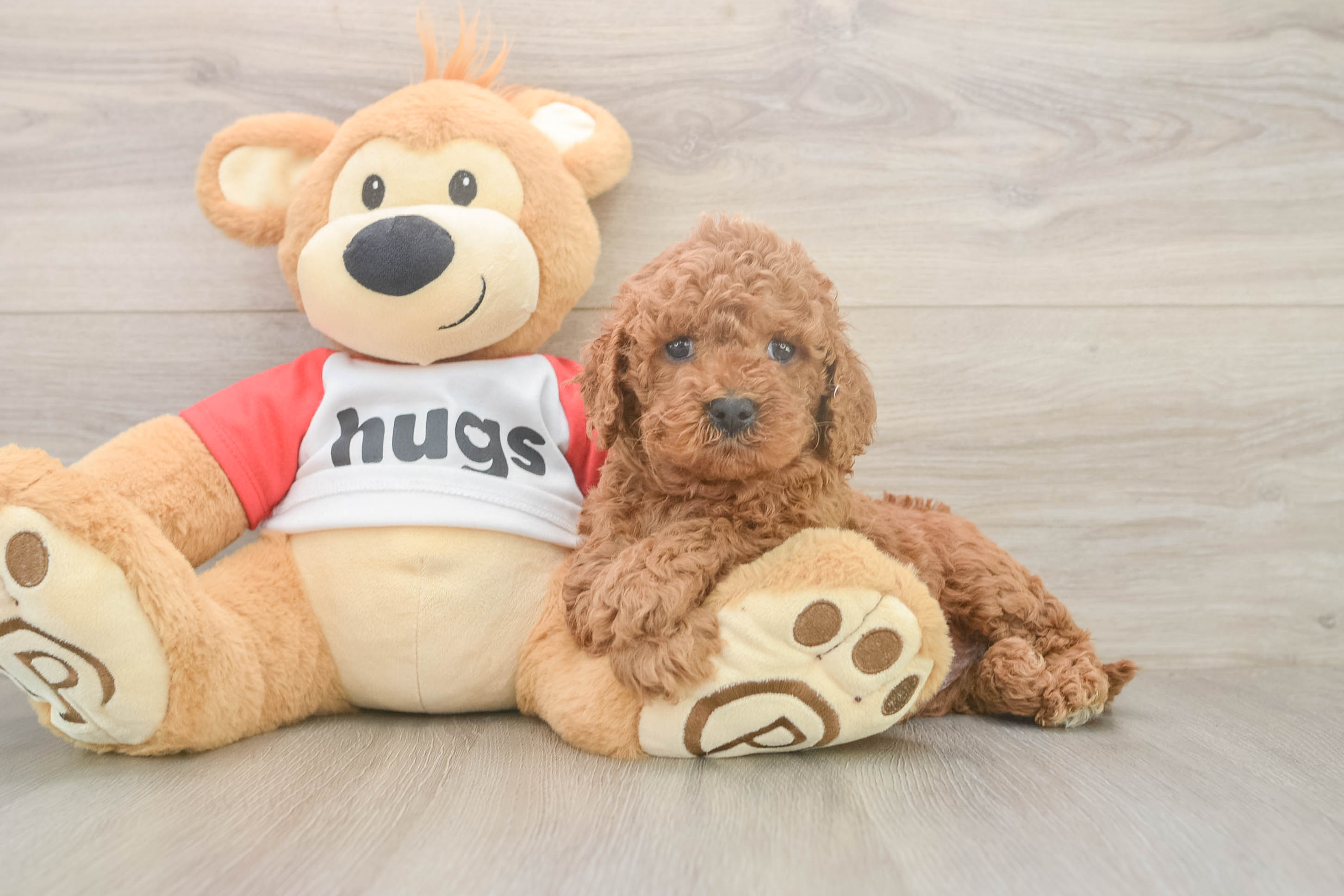 Hypoallergenic Cavadoodle Poodle Mix Puppy