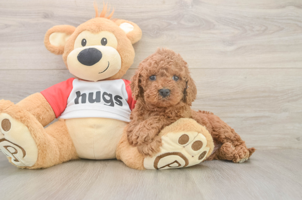 6 week old Cavapoo Puppy For Sale - Puppy Love PR