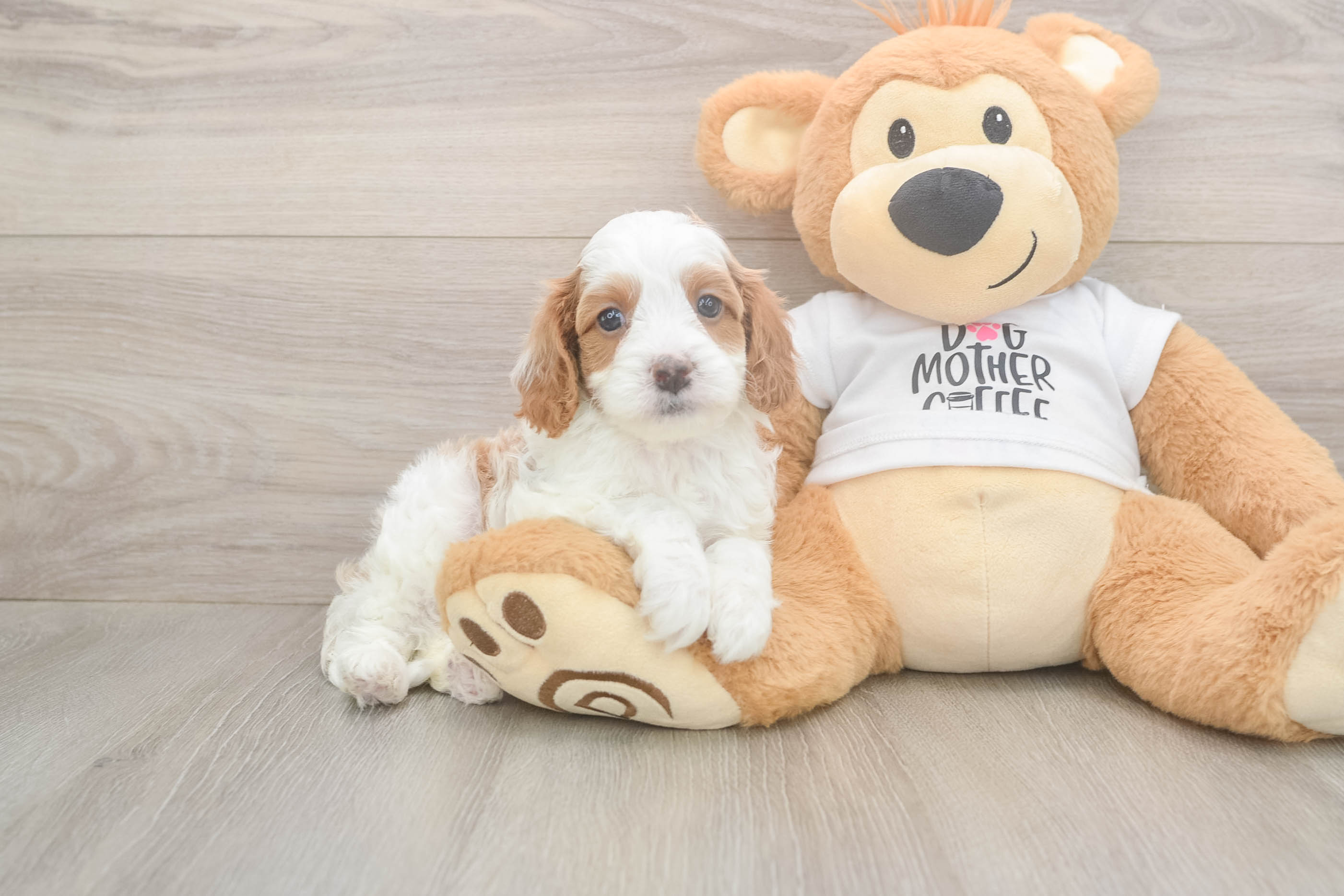 Best Cavapoo Baby