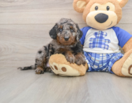 7 week old Cavapoo Puppy For Sale - Puppy Love PR
