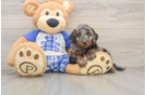 Best Cavapoo Baby