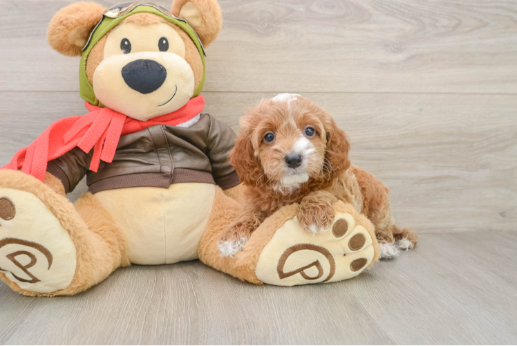 Best Cavapoo Baby