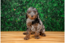 Cute Cavalier King Charles Spaniel and Poodle Mix Poodle Mix Puppy