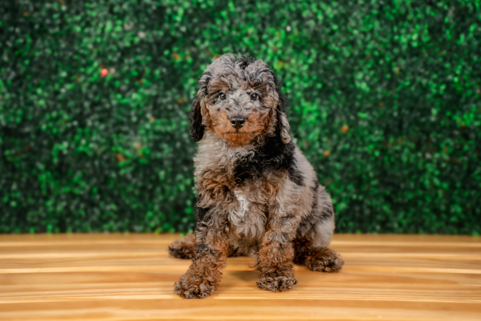 Cute Cavalier King Charles Spaniel and Poodle Mix Poodle Mix Puppy