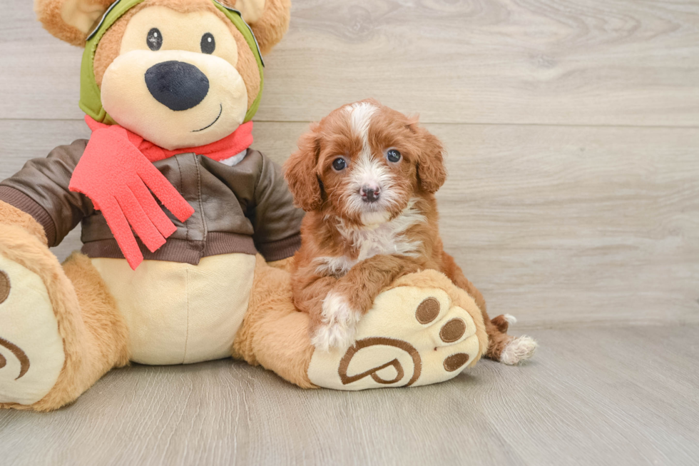 Sweet Cavapoo Baby