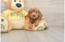 Cavapoo Puppy for Adoption