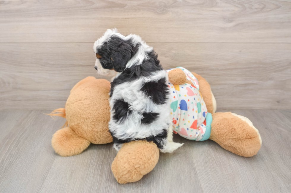 Cavapoo Puppy for Adoption