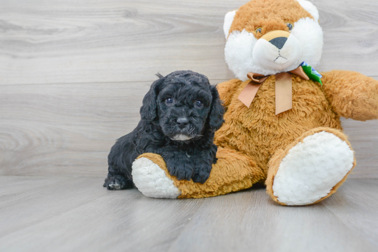 Cute Cavoodle Poodle Mix Puppy