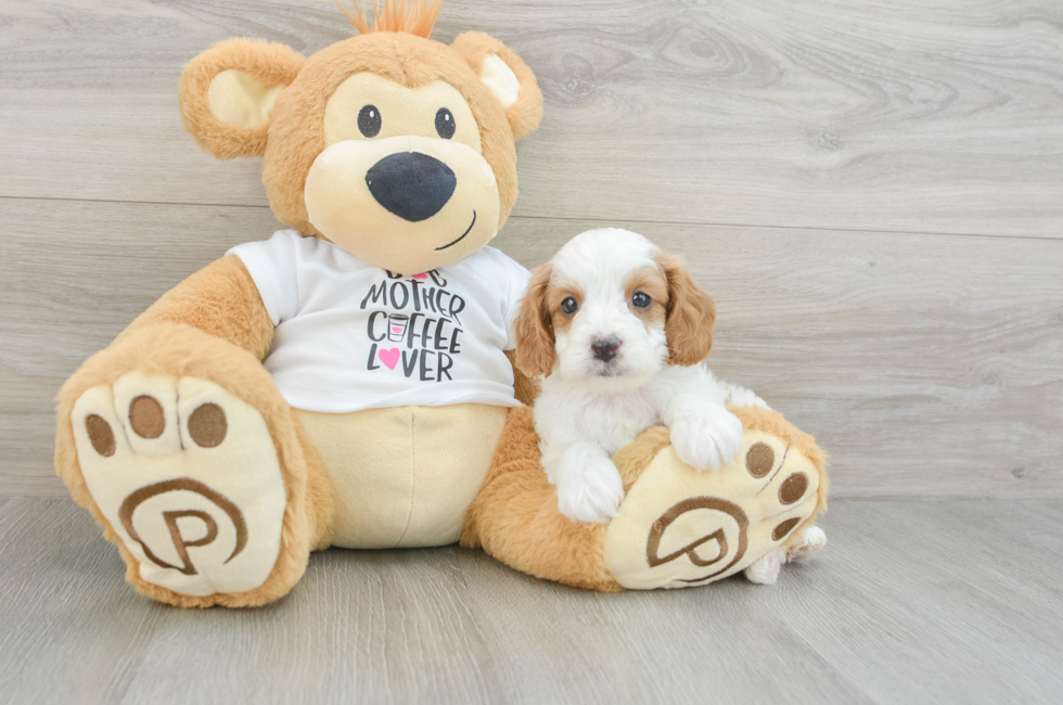 5 week old Cavapoo Puppy For Sale - Puppy Love PR