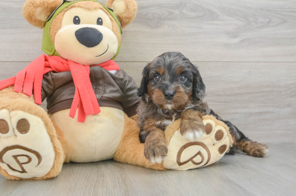 6 week old Cavapoo Puppy For Sale - Puppy Love PR