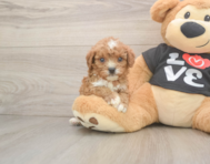 7 week old Cavapoo Puppy For Sale - Puppy Love PR