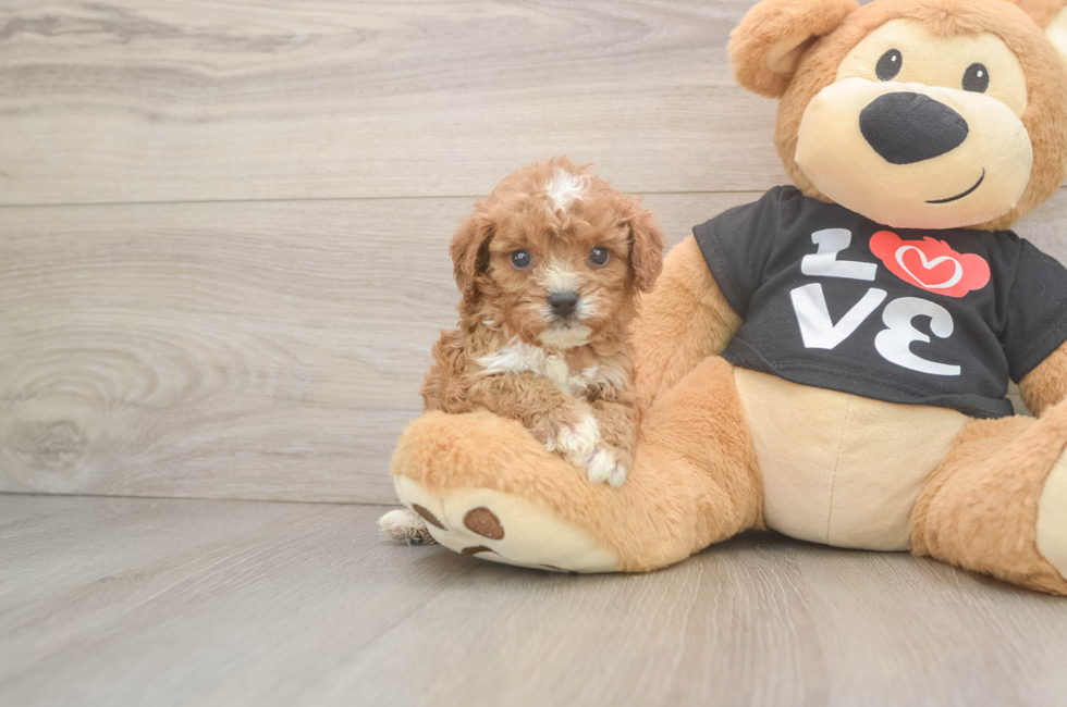 5 week old Cavapoo Puppy For Sale - Puppy Love PR