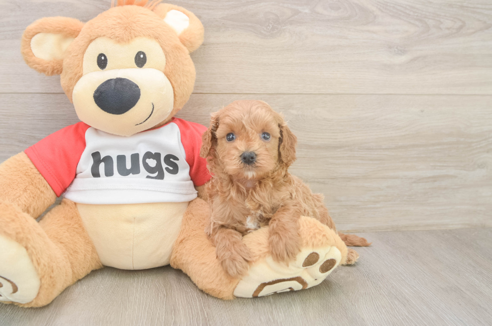 6 week old Cavapoo Puppy For Sale - Puppy Love PR