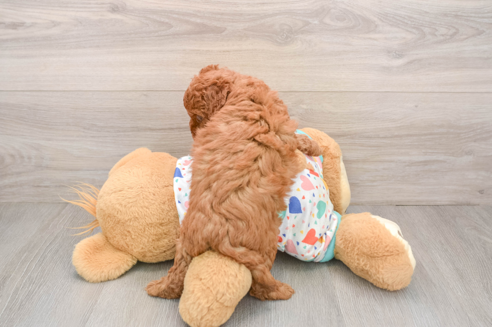 Cavapoo Puppy for Adoption