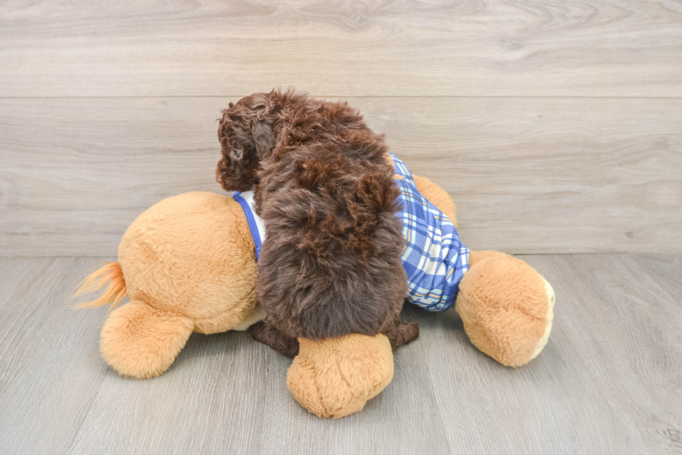 Funny Cavapoo Poodle Mix Pup