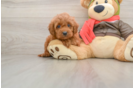 Friendly Cavapoo Baby