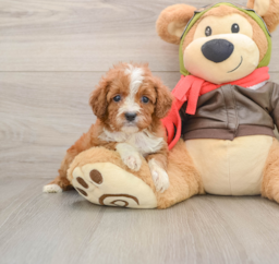 6 week old Cavapoo Puppy For Sale - Puppy Love PR