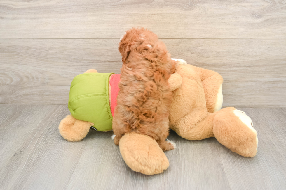 Cavapoo Pup Being Cute
