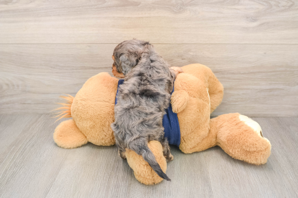 Popular Cavapoo Poodle Mix Pup
